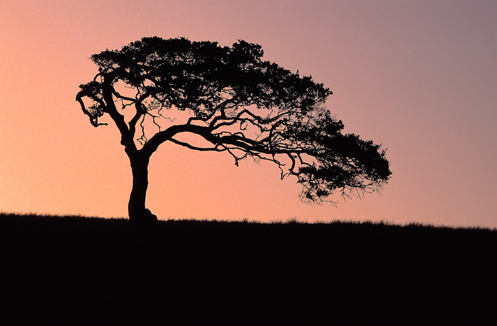 Cypress Tree - Monterey County, California