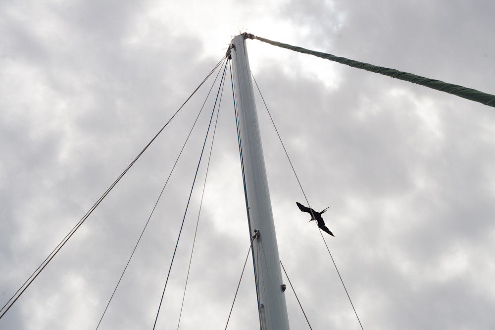 The Mast And The Frigate Bird Photography Art | William A Pitts Visual Designs
