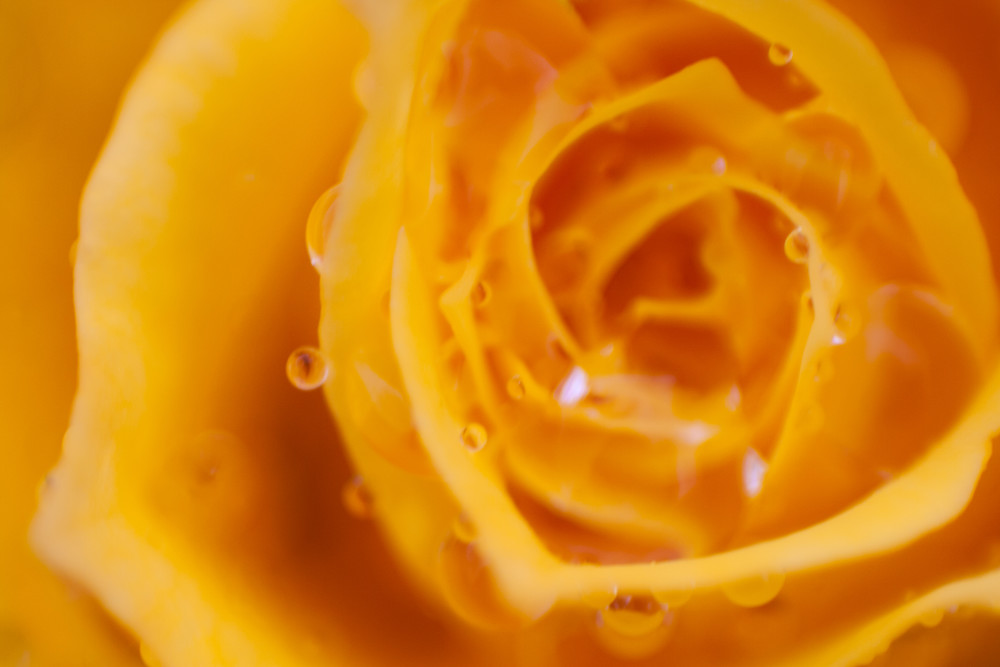 Rose Gold Photography Art | William A Pitts Visual Designs