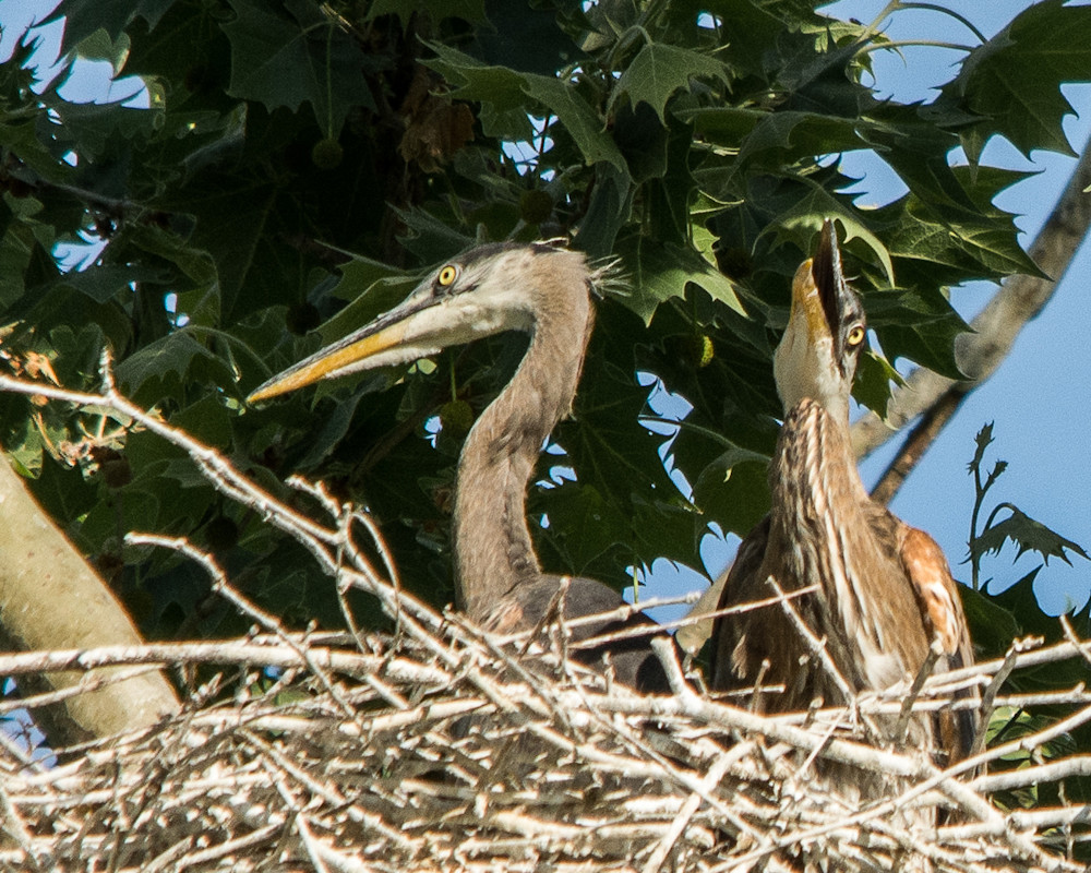 Young Heron and Parent