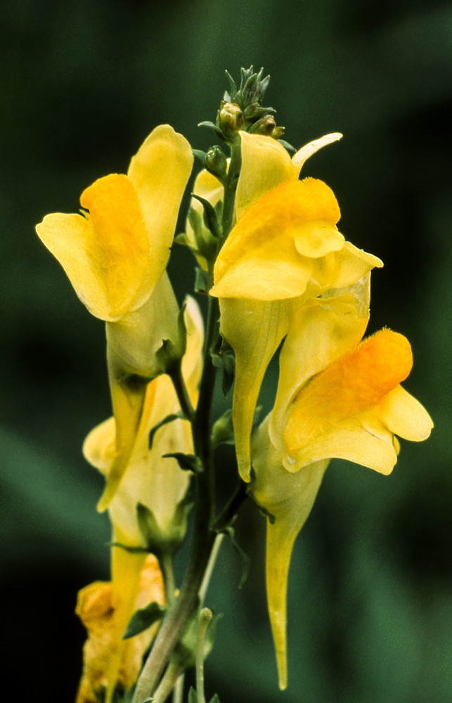 Toadflax Flowers