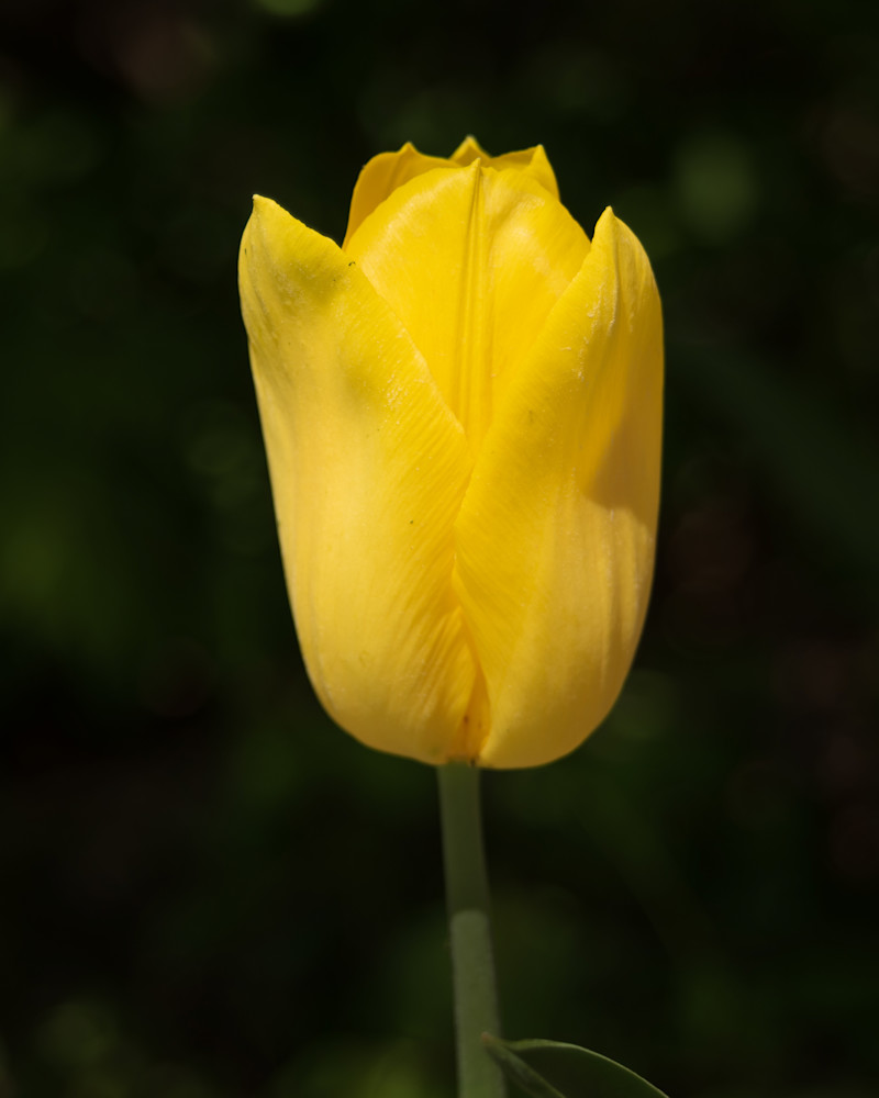 One Tulip Flower
