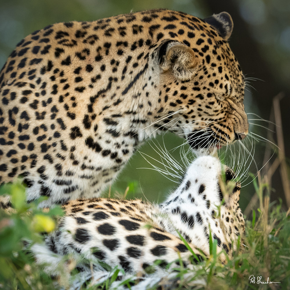 Leopard, Londolozi, Kruger National Park, South Africa