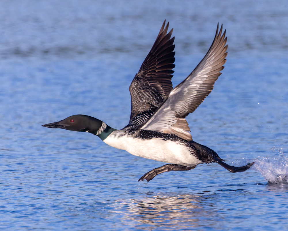 Loon Taking Flight At Sunrise Wings Up 3 Photography Art | Mike Soegtrop Photography