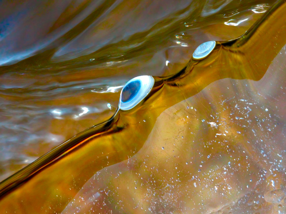 Macro frozen edge; stunning images / Susan Rangitsch Photography