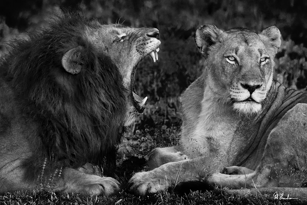 The lion roars at lioness at Londolozi camp in South Africa