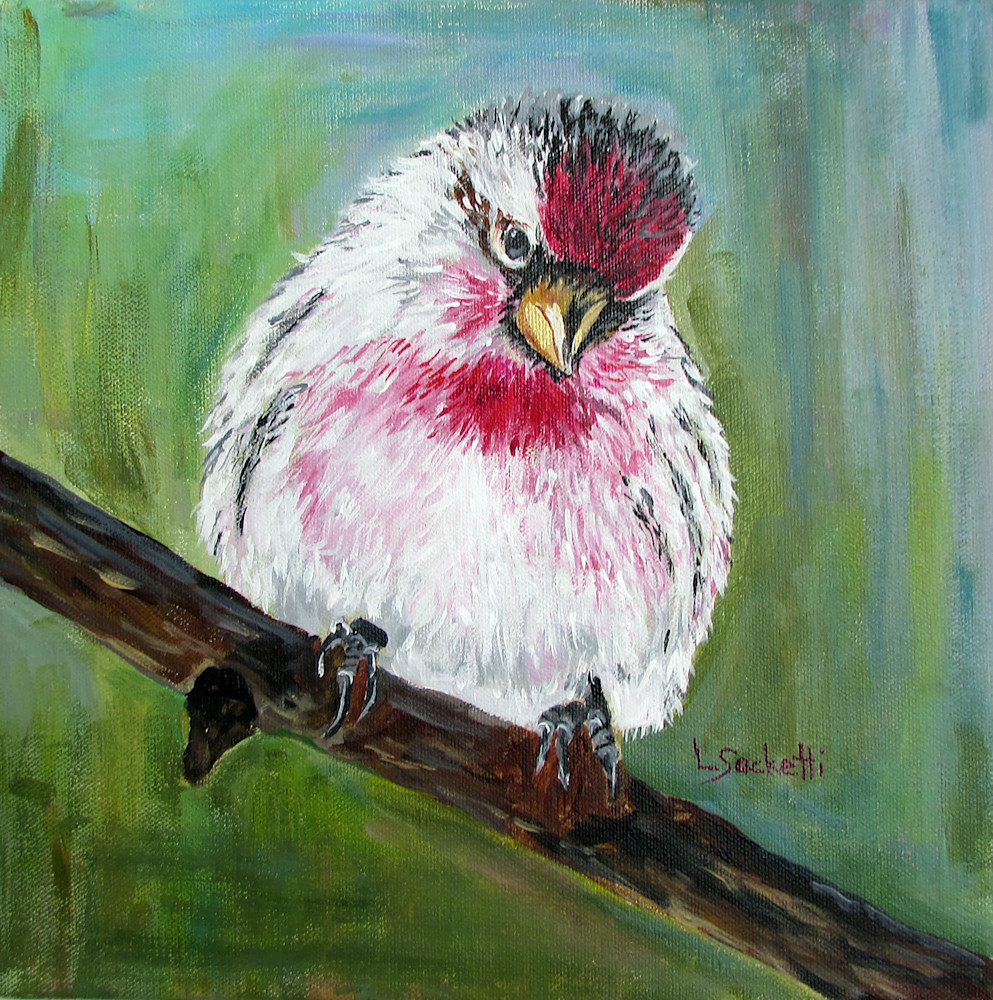 Common Redpoll bird.  Fine-art prints and merchandise | Linda Sacketti
