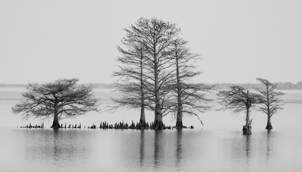 Black and white platinum landscape lake with six bald cypress trees