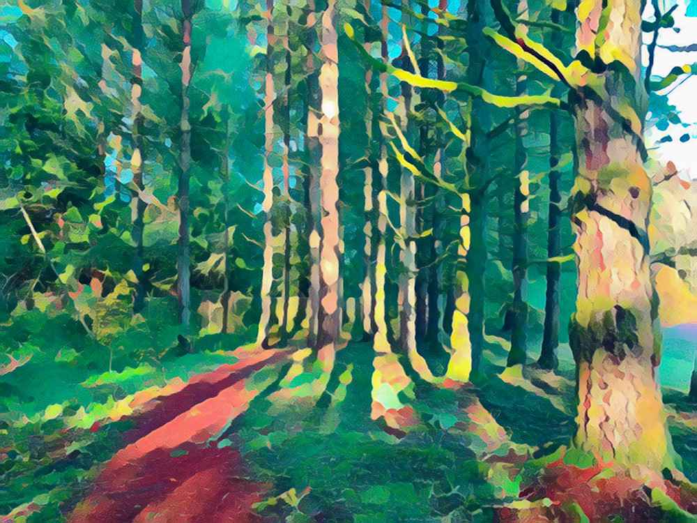 Forest Art | Dave Fox Studios