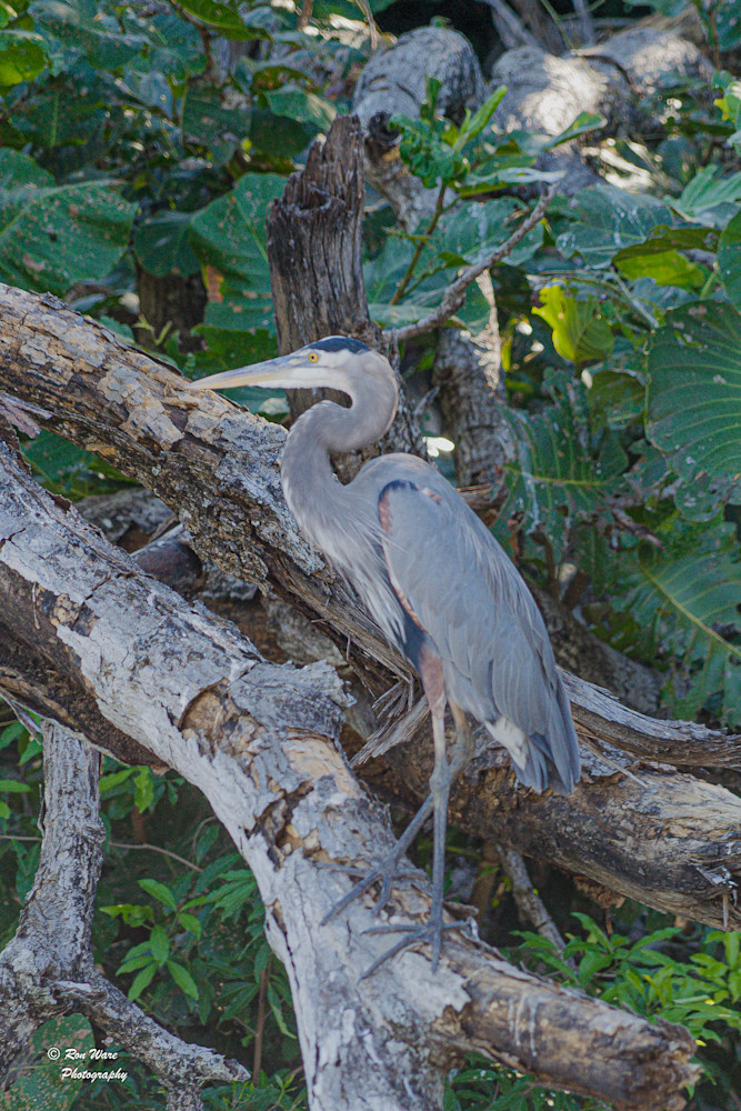 Great Blue Heron Art | Ron Ware Photography
