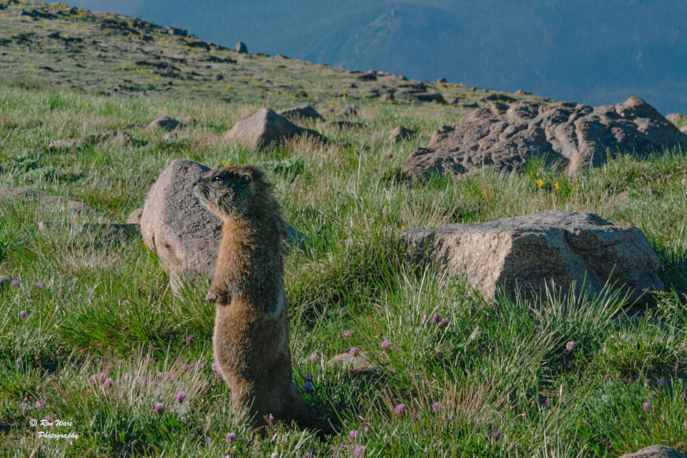 Marmot On Watch Art | Ron Ware Photography