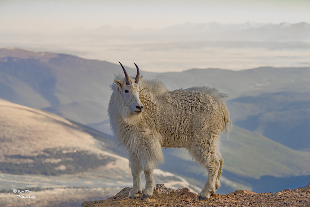Mountain Goat Art | Ron Ware Photography