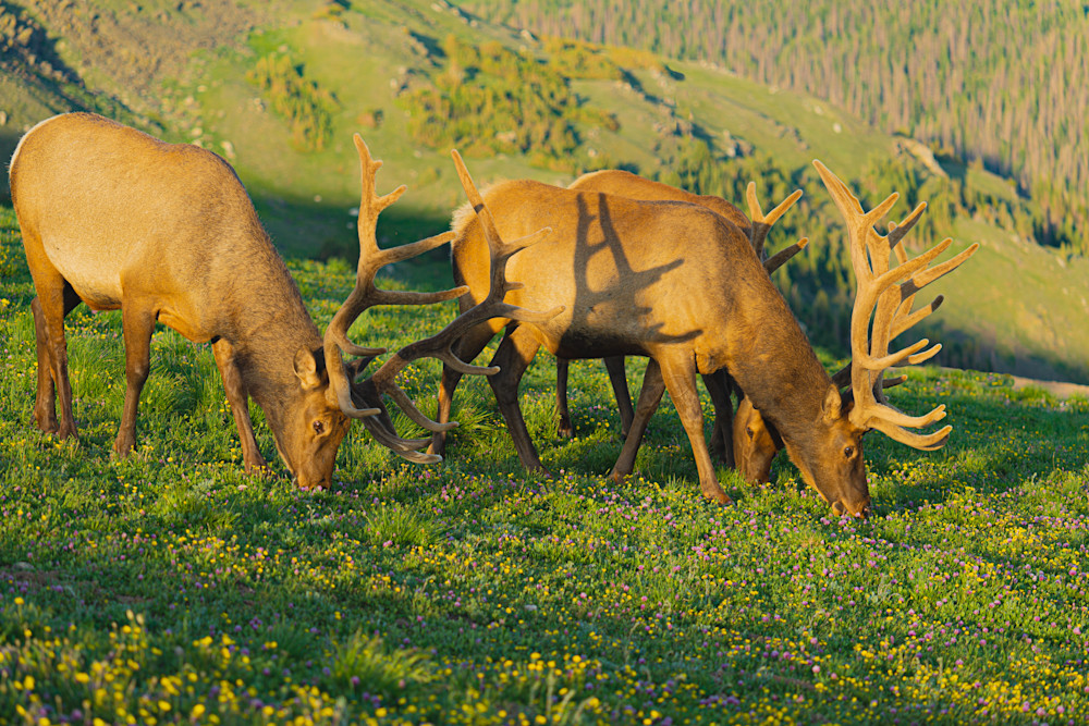 Rocky Mountain Bull Elk Art | Ron Ware Photography