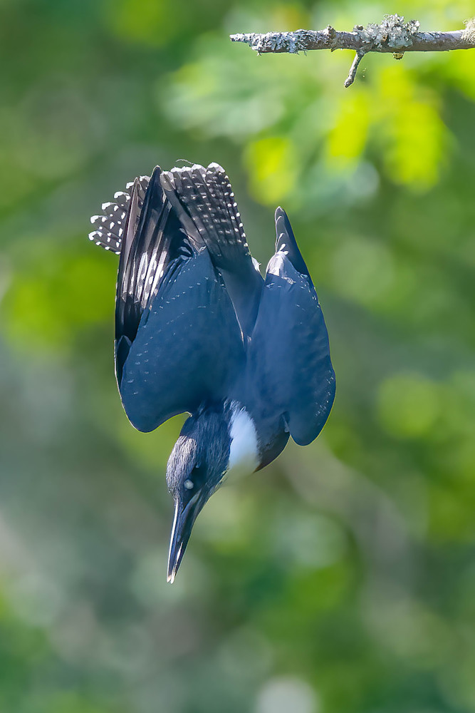 Belted Kingfisher Diving Art | Sarah E. Devlin Photography