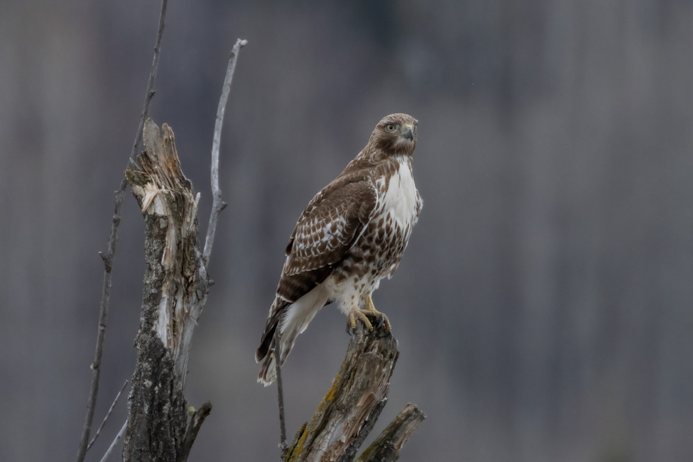 Red-tailed Hawk at Rest | Terrill Bodner Photographic Art