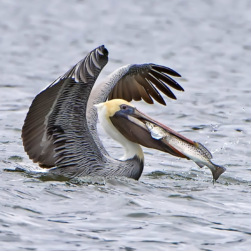 Pelican with Fish-Janet Ogren