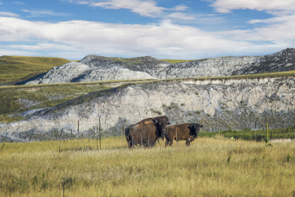 Buffalo Gap Bison - South Dakota fine-art photography prints