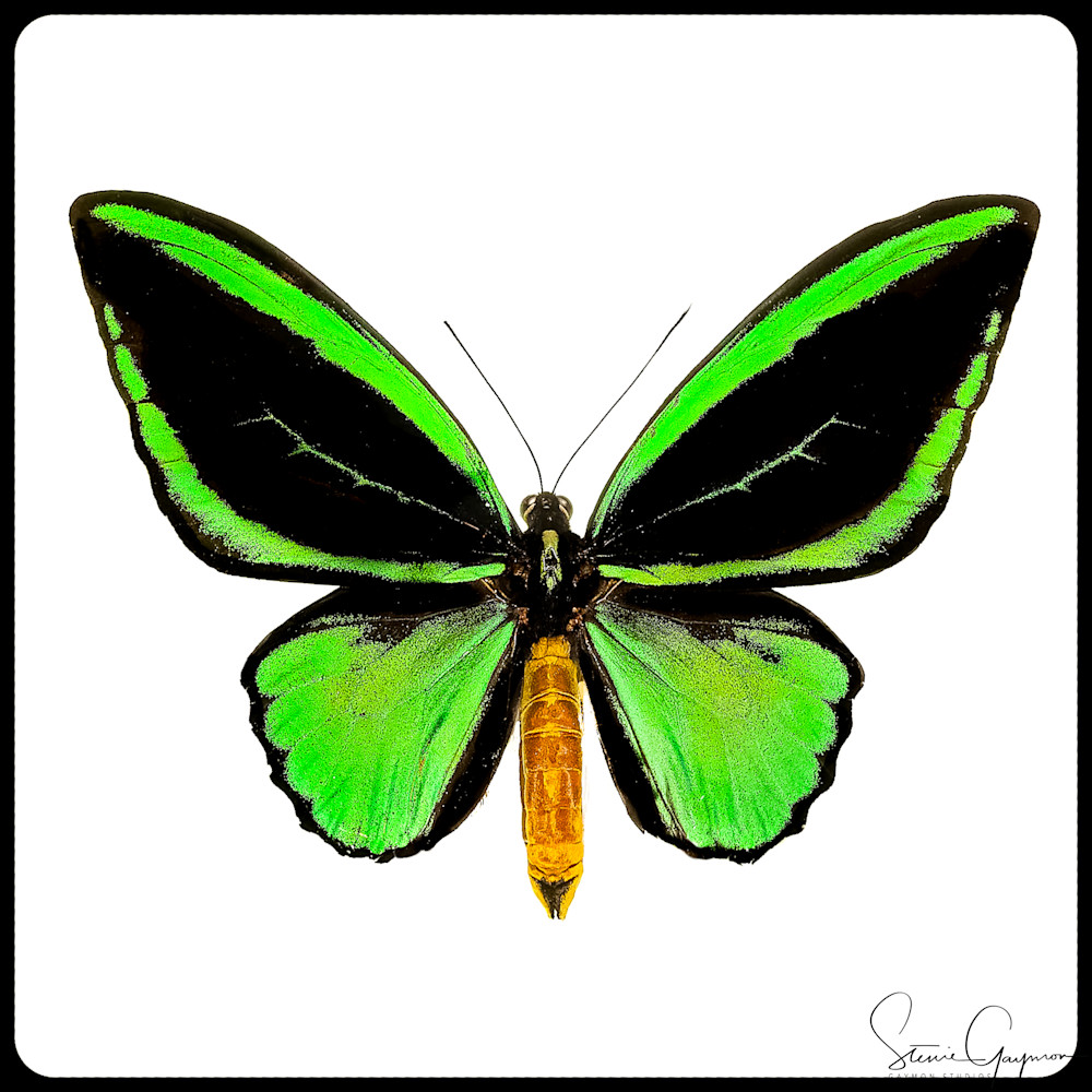 Green Black Posiedon Bird Wing Art | Gaymon Studios