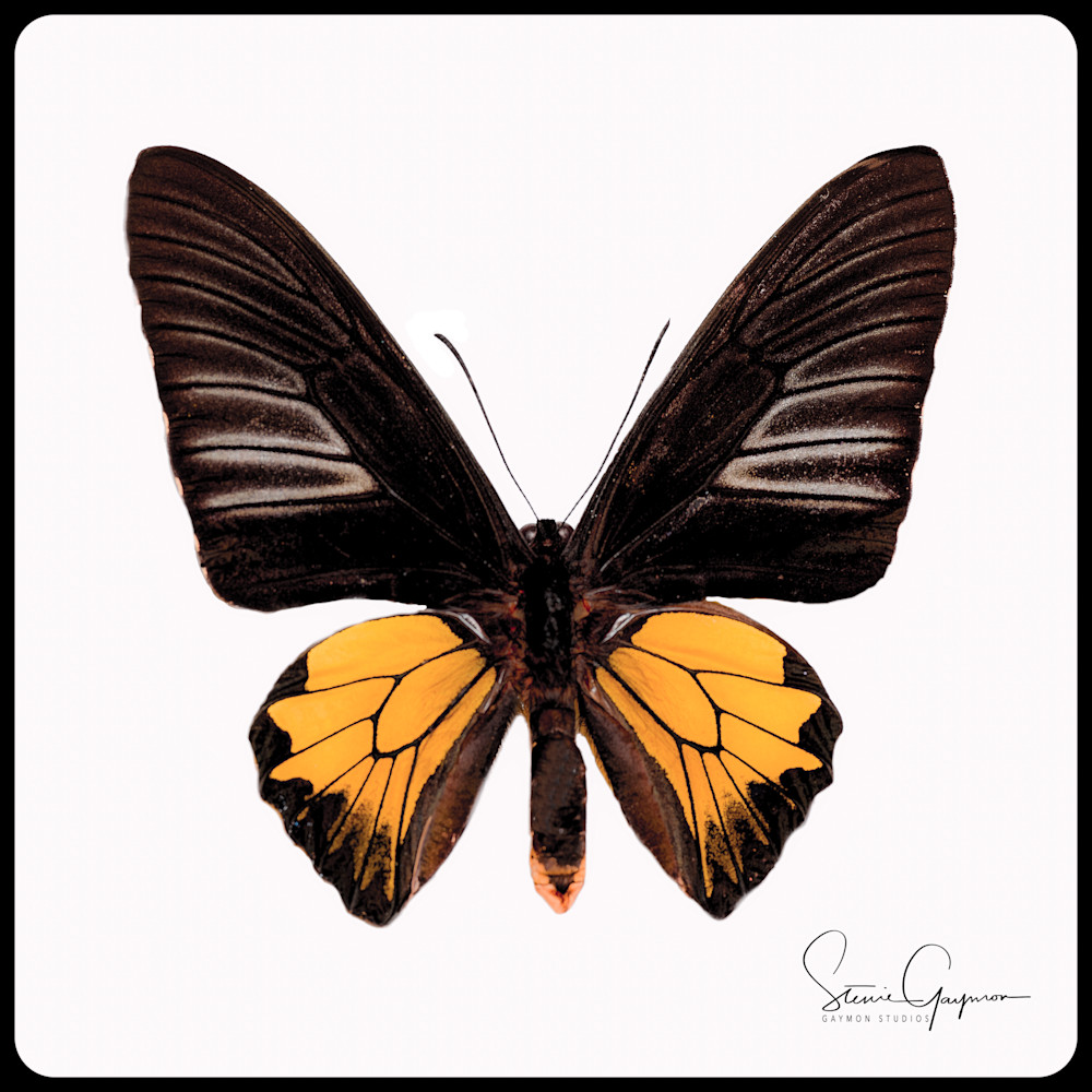 Birdwing Black Yellow Art | Gaymon Studios