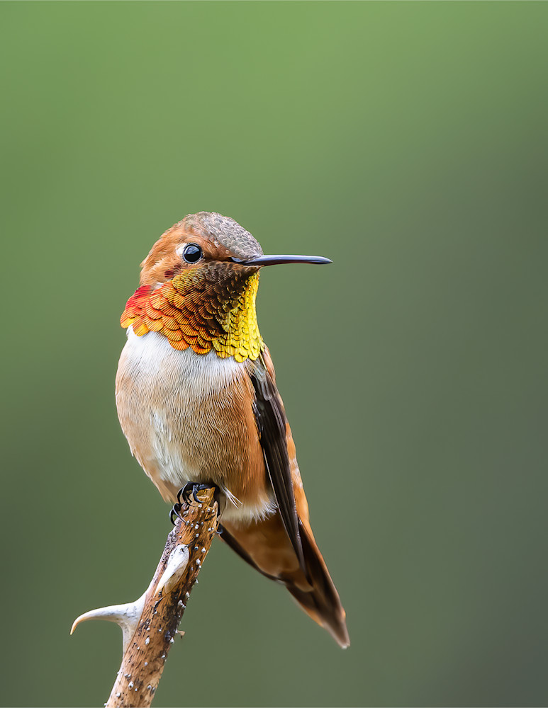 Male Rufous Hummingbird on the Lookout