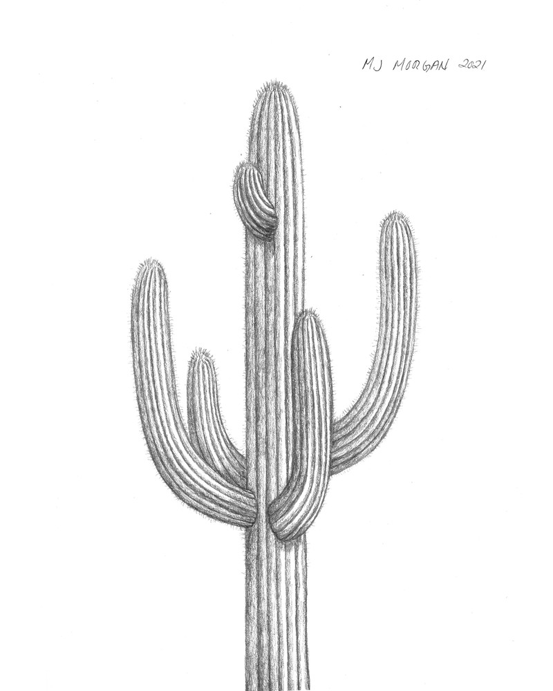 Saguaro Gray Art | Morgan Trading Company