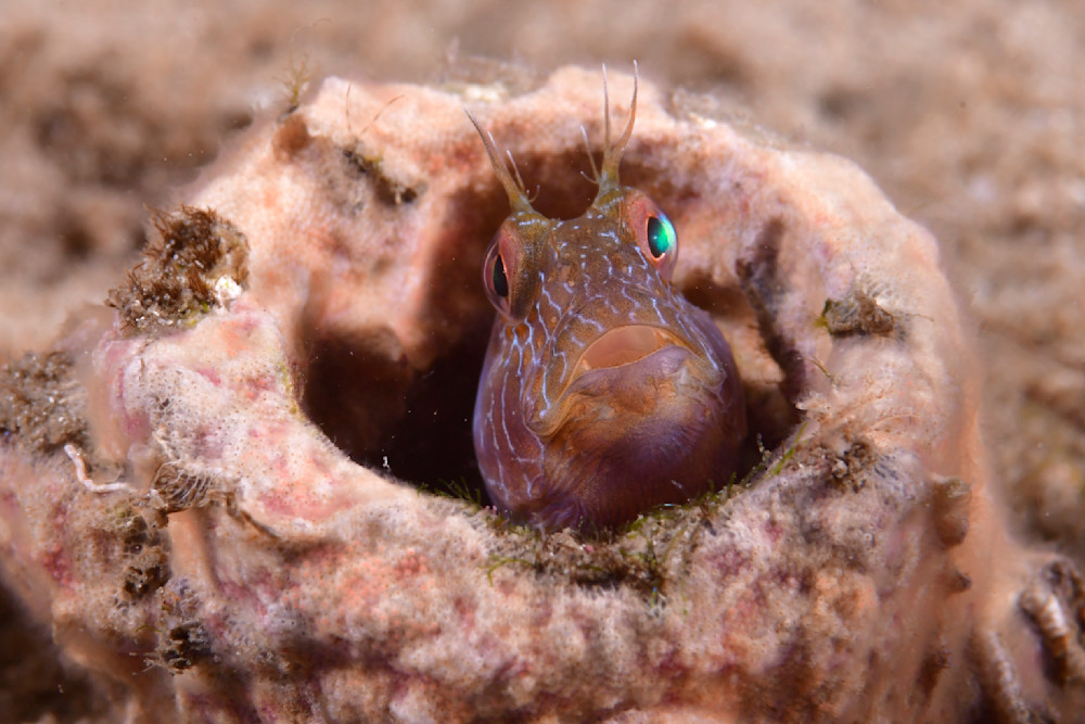 Cute blenny in a hole