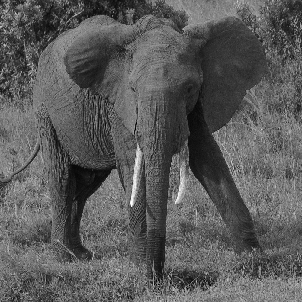 Elephant Maasai Mara Kenya Photography Art | Michael J. Reinhart Photography