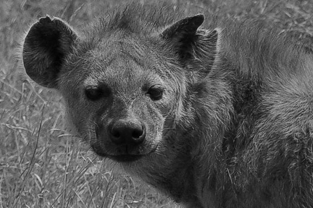 Hyena Photography Art | Michael J. Reinhart Photography