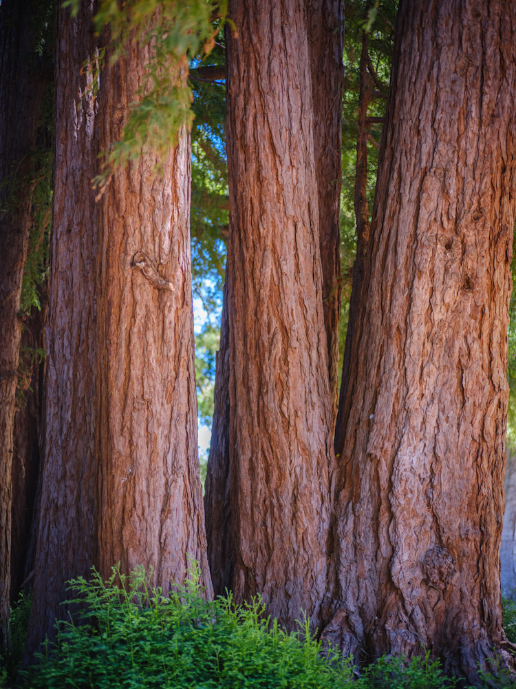 Portola Valley Redwoods #1 Photography Art | John Todd Photographs
