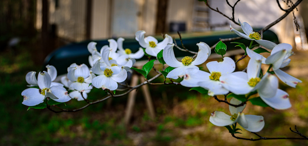 Dogwoods And Canoe Spring Calls Photography Art | Far Horizons Unlimited