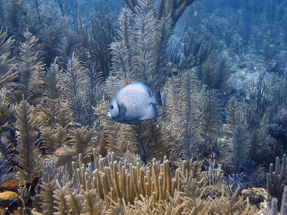 Grey Angelfish Photography Art | Sherry Pfeifle Studio