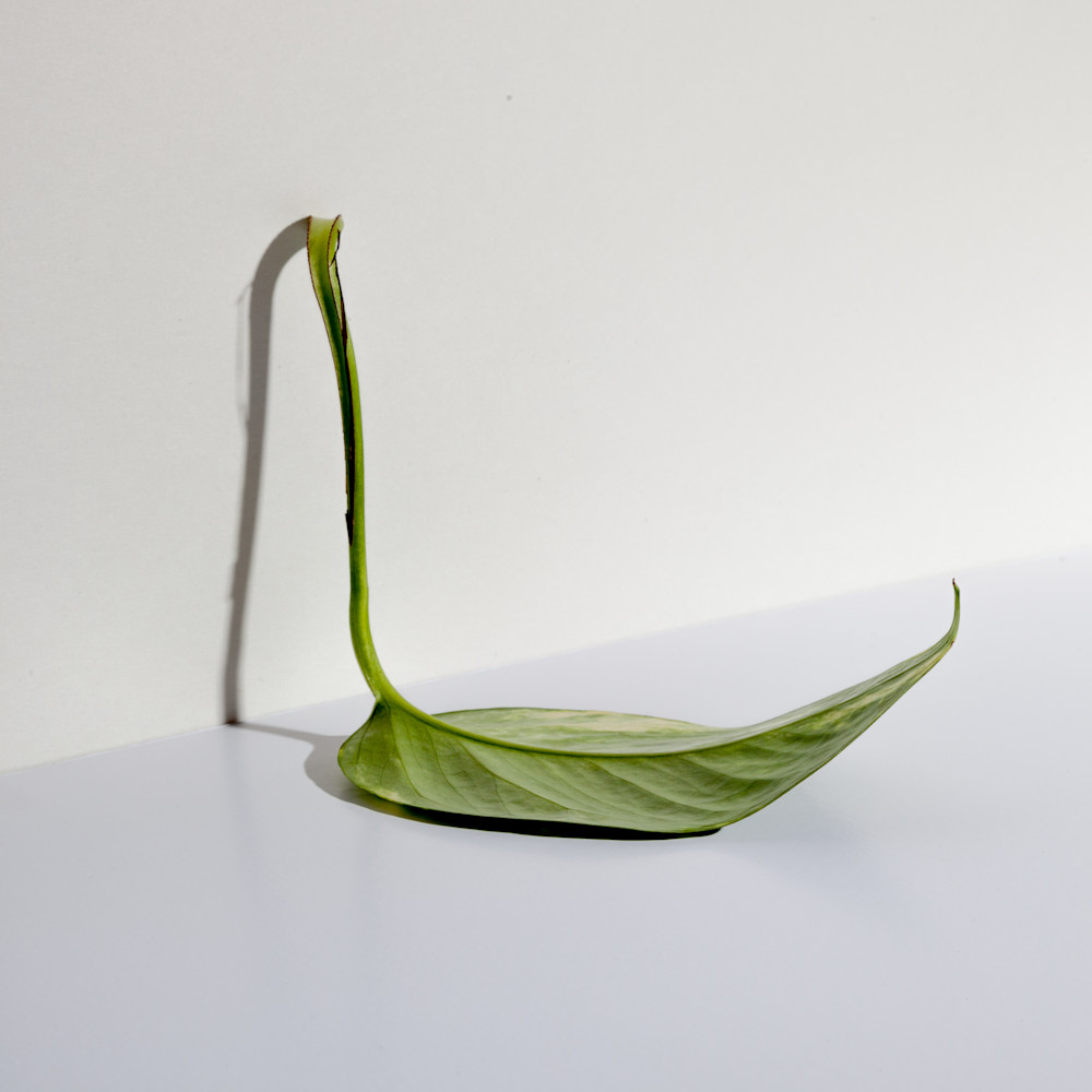 Leaf Photography Art | Lukas Weiss Artworks