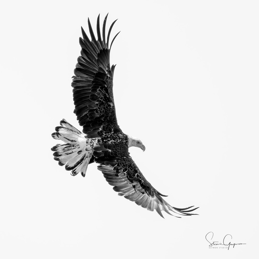 Eagle Art | Gaymon Studios