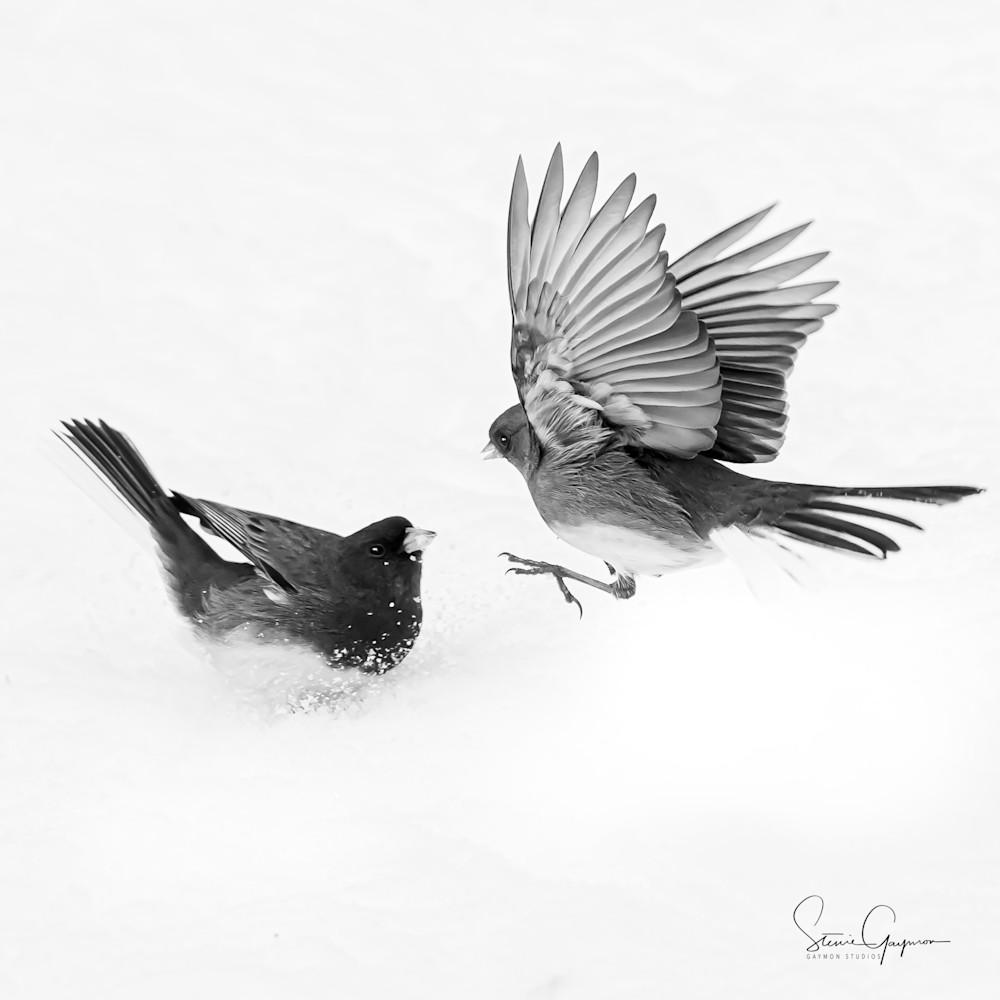 Sparrows In The Snow Art | Gaymon Studios