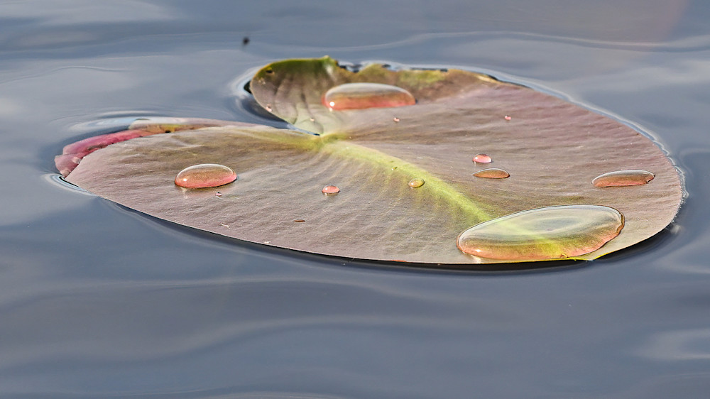 Drops of water on a LilyPad