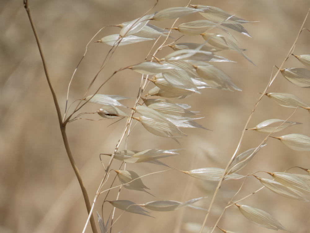 Light Grasses Blowing | Images of Golden Grass
