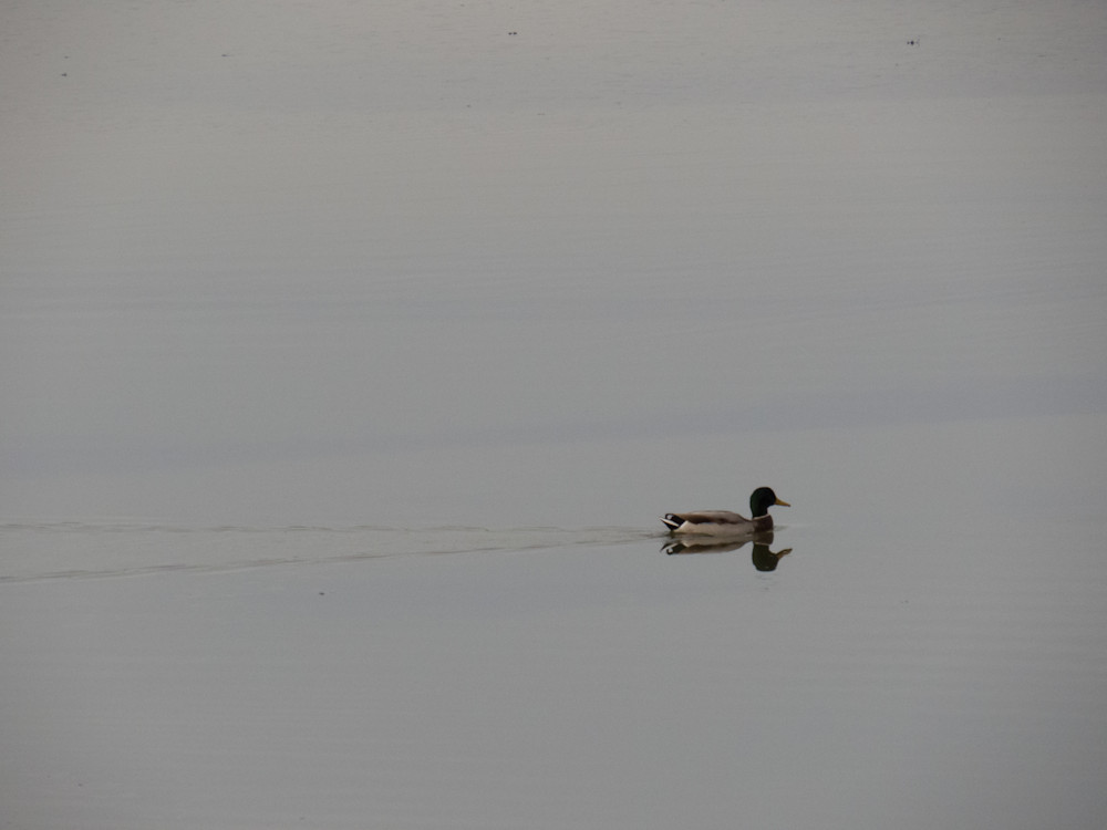 Lonely Duck 1 Photography Art | Nature is Fine Art