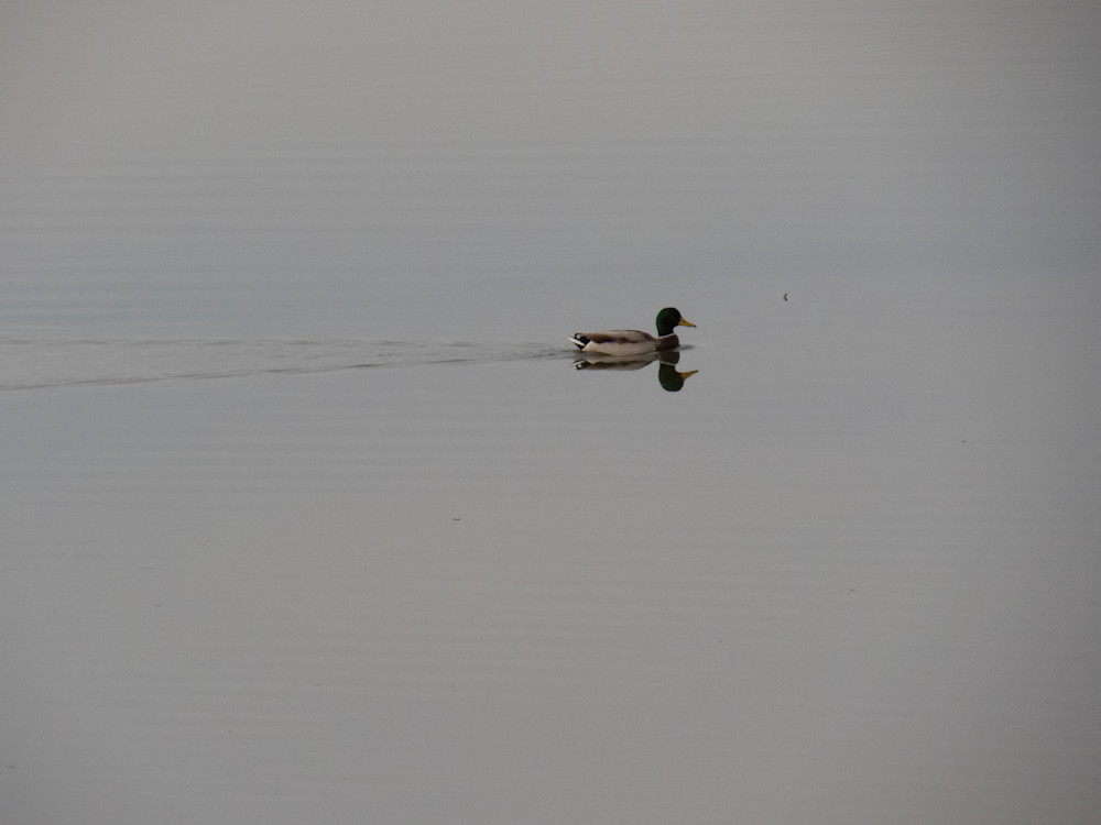 Duck on Water | Duck trails
