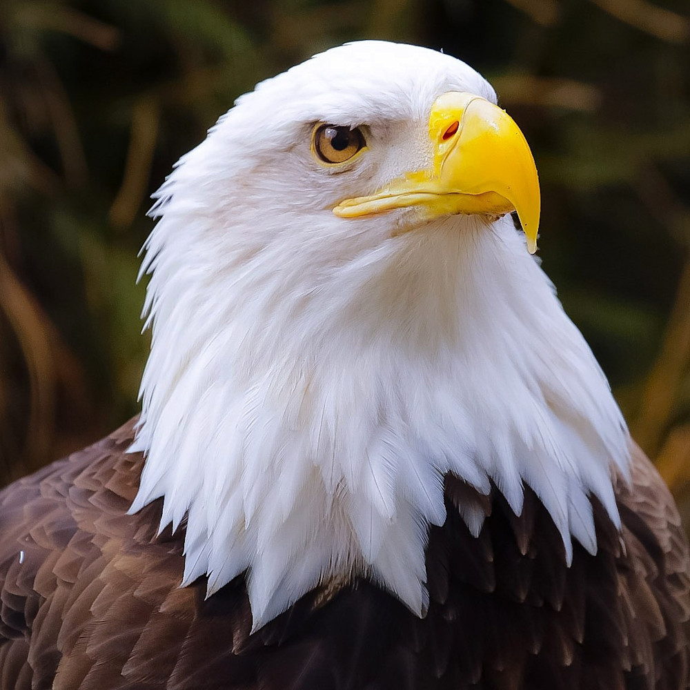 Bald Eagle Portrait Photography Art | Michael Brinkley Nature Photography