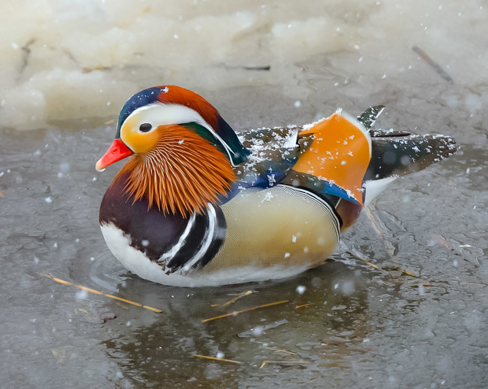 Mandarin Duck Photography Art | Michael Brinkley Nature Photography