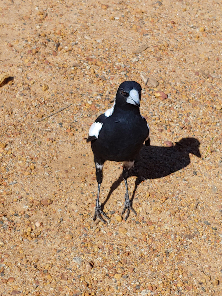 Magpie Bird | Australian Bird Art