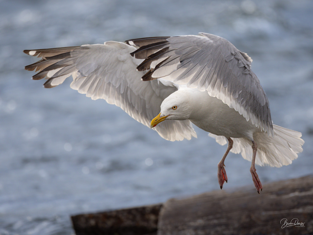Herring Gull Takeoff
