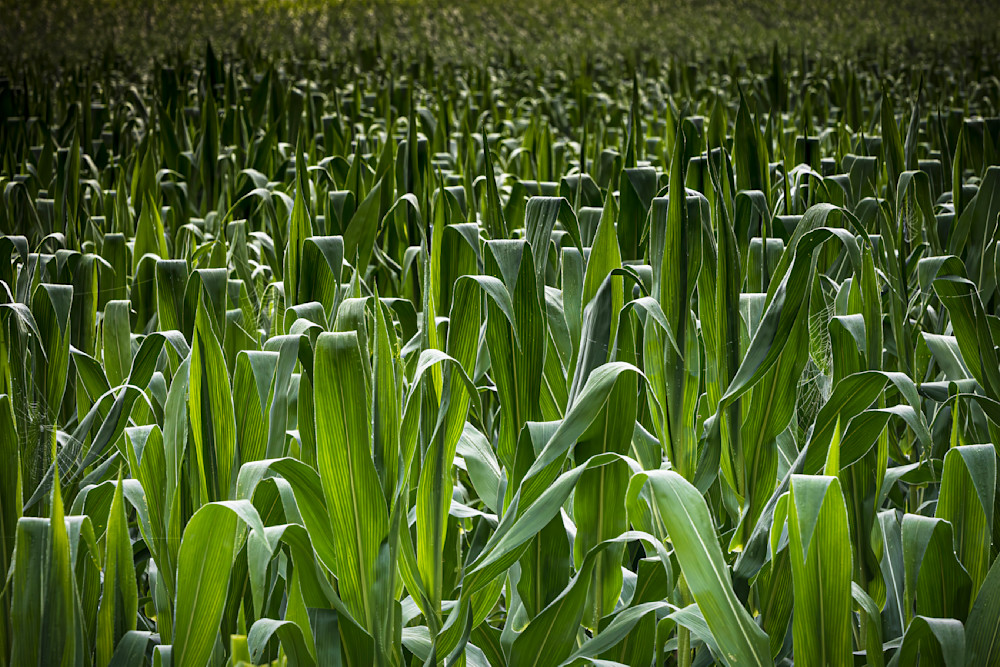 Corn Webs Art | Ken Evans Fine Art Photography