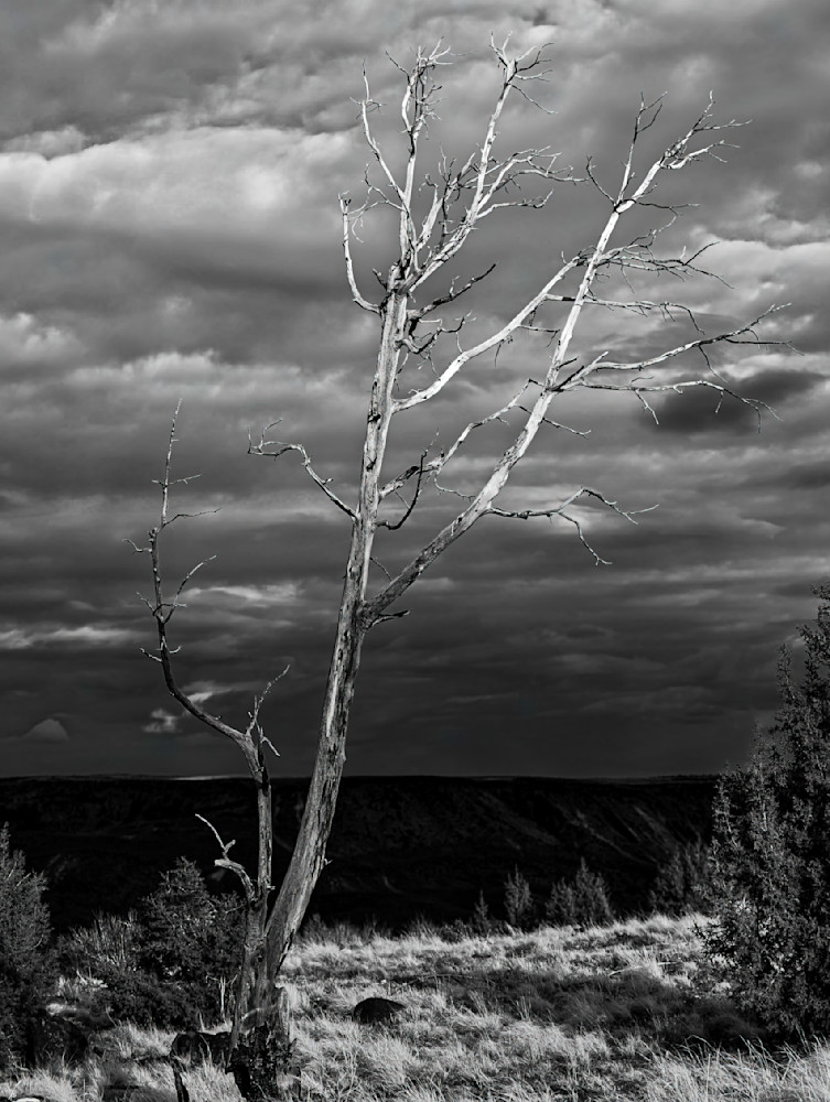 Gloomy Tree Photography Art | Dick Nagel Photography