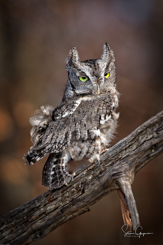 Owles  Art | Gaymon Studios