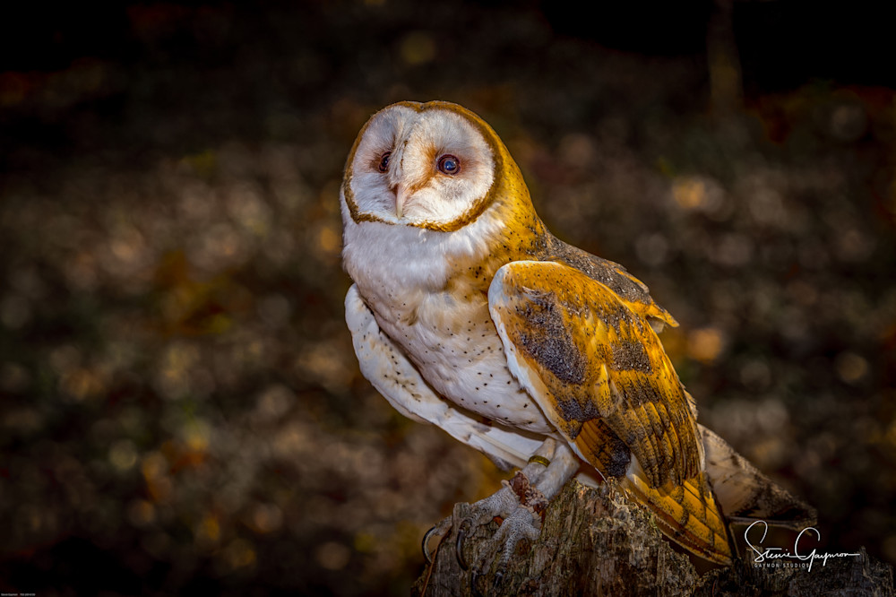 Owl Art | Gaymon Studios