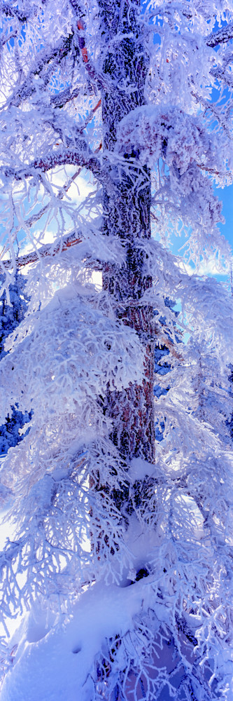Hoarfrost Pine Tree Photography Art | Craig Primas Photography