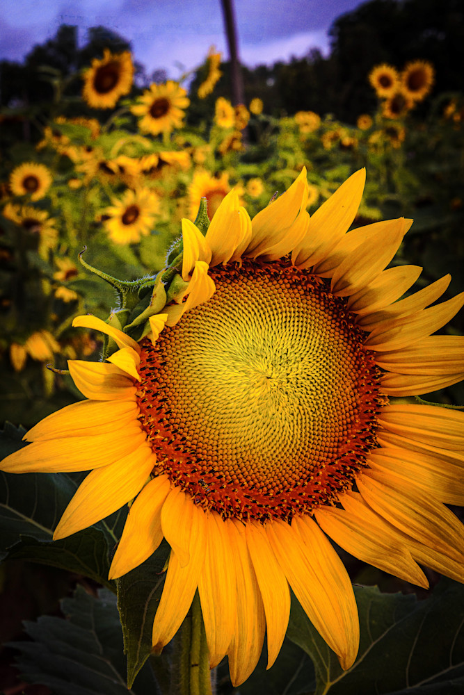 Sunflower Photography Art | Meghan Poynor