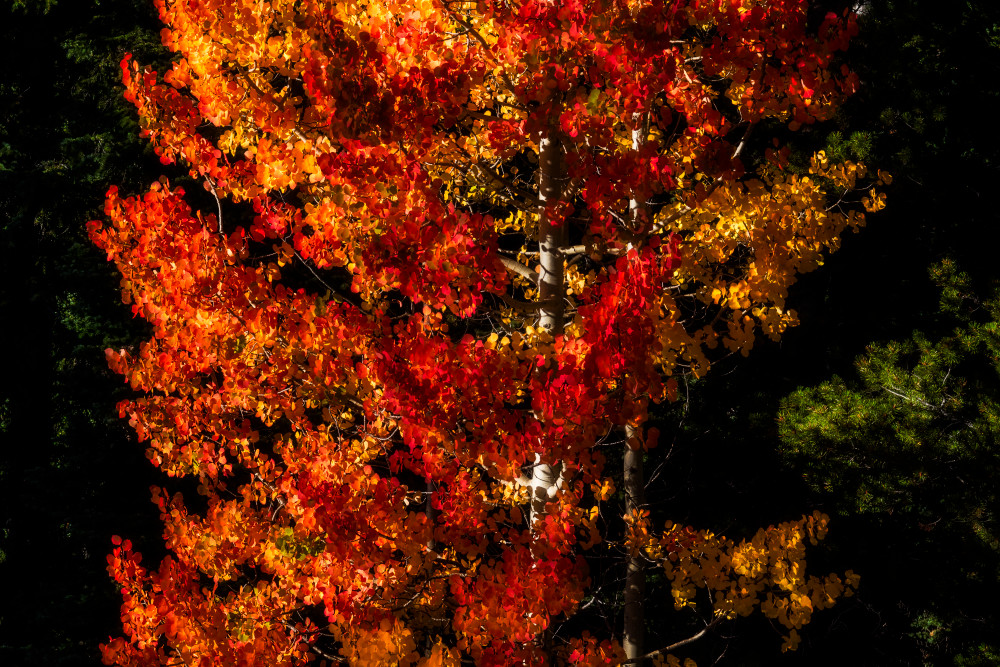 Fall's Sunday Best Photography Art | Jon Berndt Photography