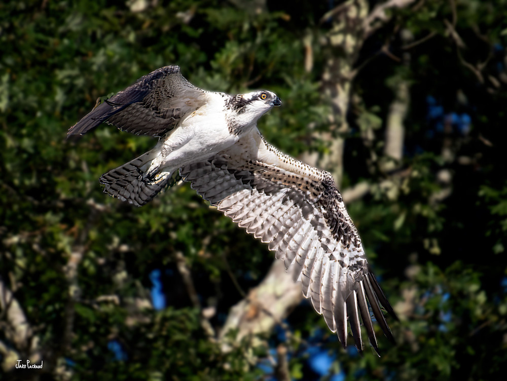 Osprey in flight backgrounded by trees